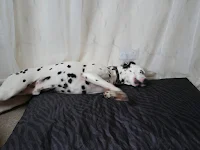 Dalmatian rolling on expedition dog bed 