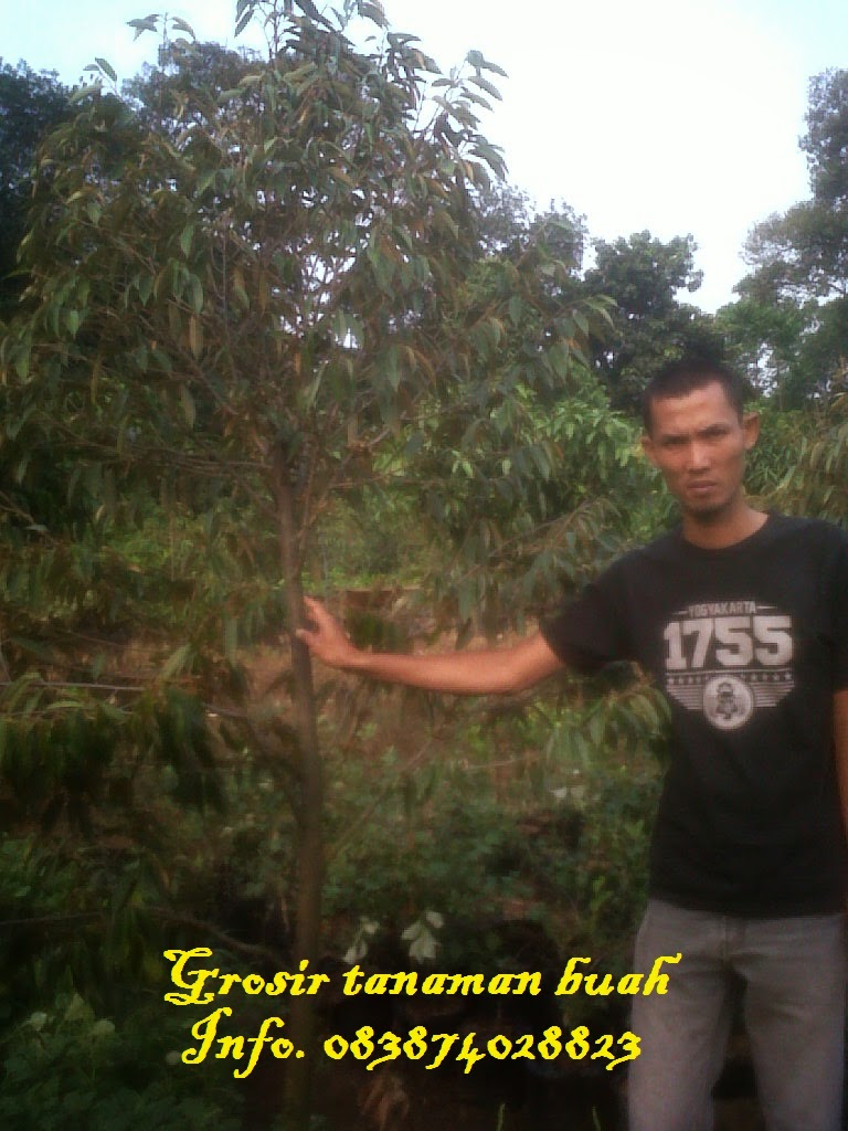 Jual pohon durian cangkokan berbuah | Aneka pohon duren ... Jenis Tanaman Hias Dari Beragam