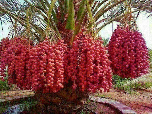 Subhanallah, Tanaman-tanaman Ini Tumbuh di Luar Nalar Manusia