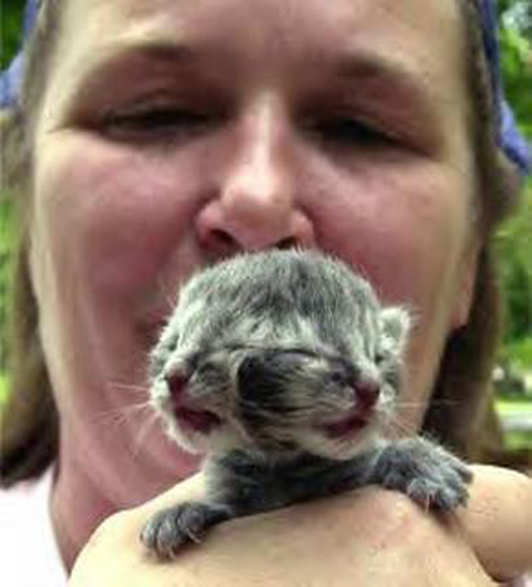 Фрэнк и луи. Двухголовый кот фрэнк и луи. Кот 2 головы. Фрэнк и луи. Сиамские близнецы котята.