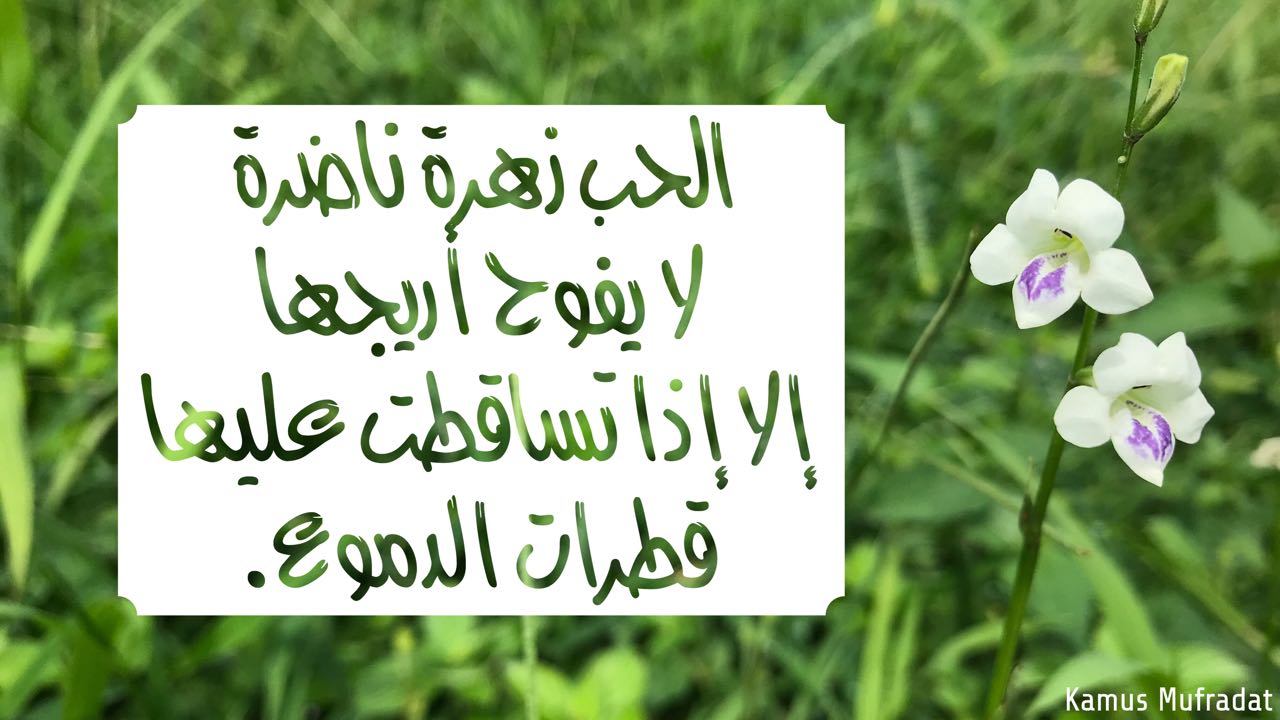 27 Kata Mutiara Cinta Dalam Bahasa Arab Dan Artinya Gambar
