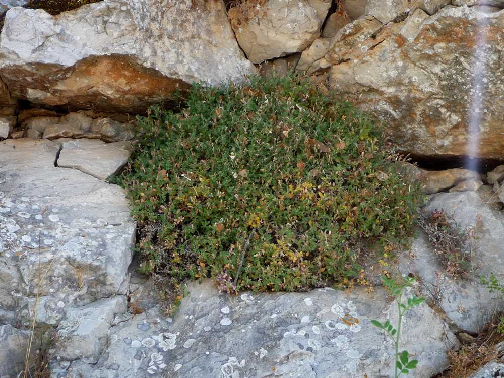 r o b i n 's y a r d Aubrieta deltoidea