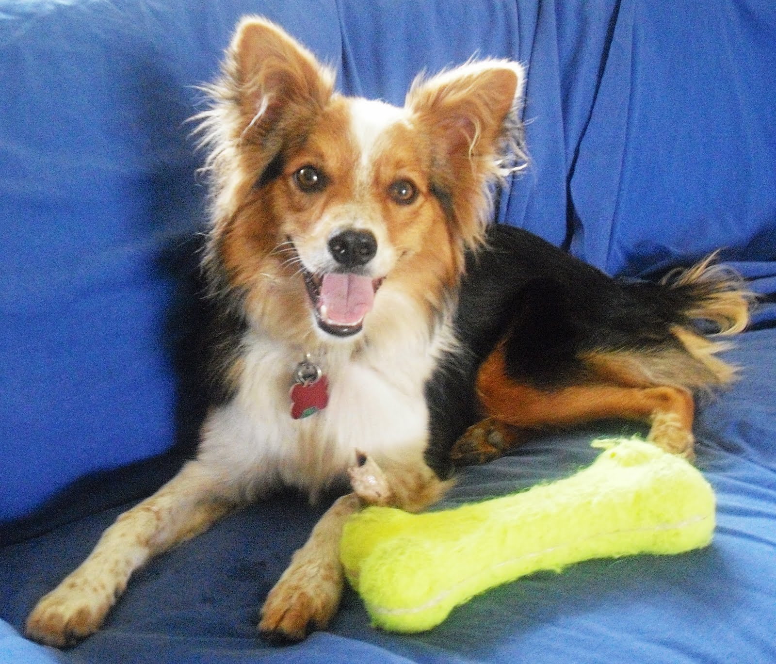 aussie chihuahua mix