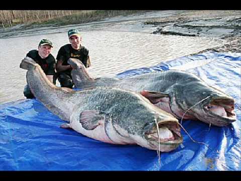 aatidk: Worlds largest fish
