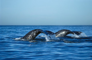 gray whales off of California, USA photo by: Norbert Wu/Getty Images gray whales, California