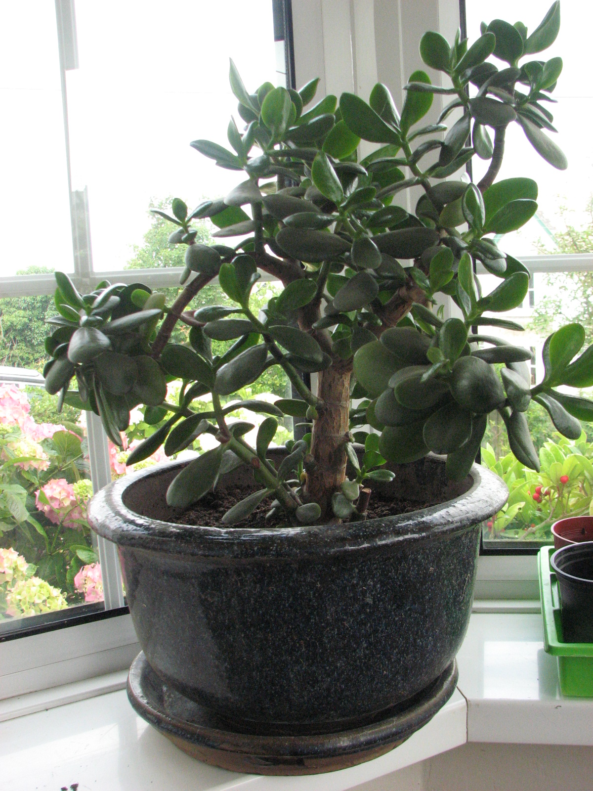 Jade Money Plants Home