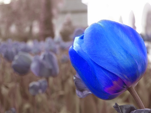 Gambar Bunga Tulip dari Belanda Yang Lucu Ayeey com Gambar Bunga Tulip dari Belanda Yang Lucu Ayeey com