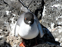 Galapagos Swallow-Tailed Gull Protecting Her Chick