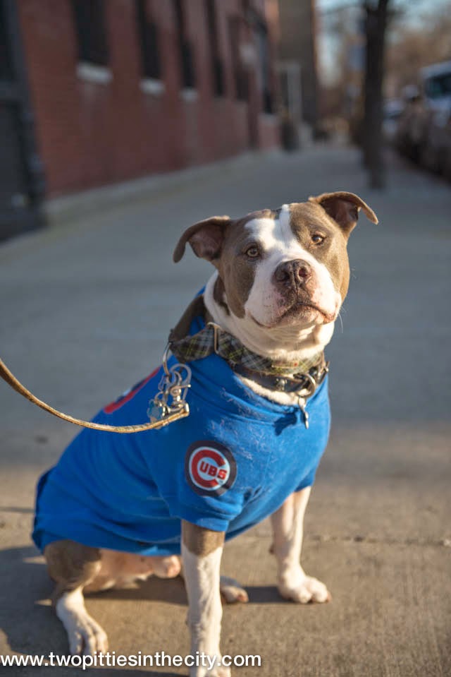 Two Pitties in the City: DoggyStyle: Custom Chicago Cubs Hoodie