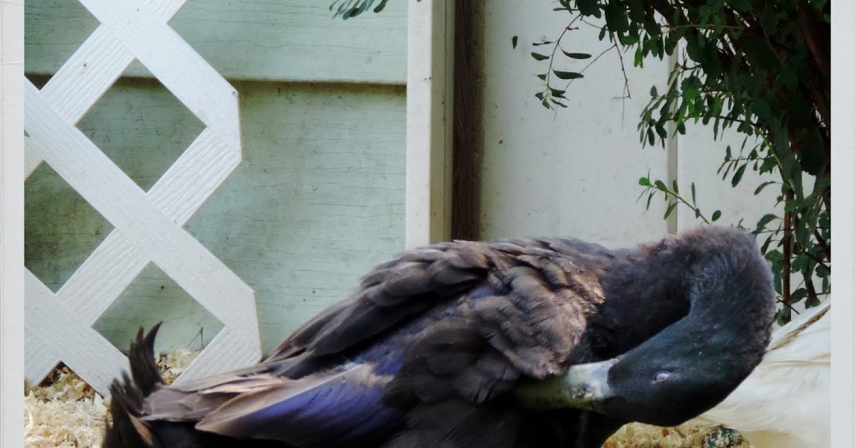 Augie March King of Doodles