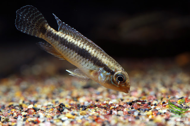 Apistogramma minima