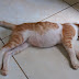 Merawat kucing yang lehernya bengkak