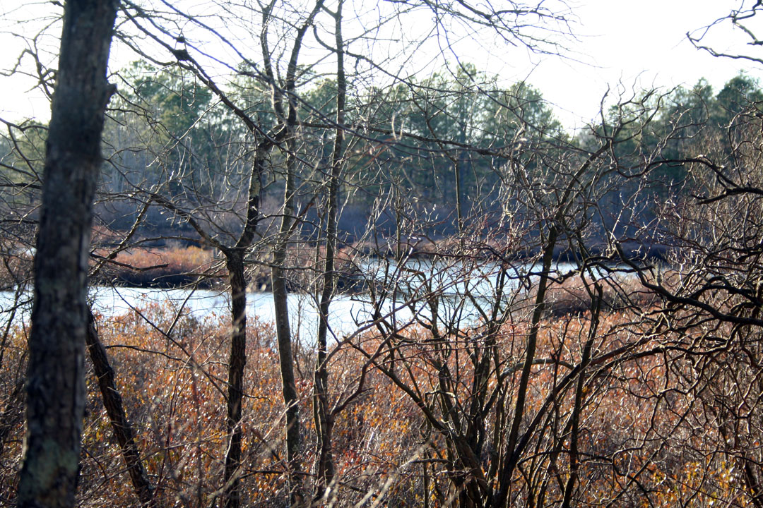 Long Island Images Calverton Ponds Preserve