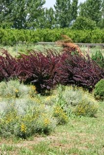 Berberis thunbergii Atropurpurea Κόκκινη βερβερίδα