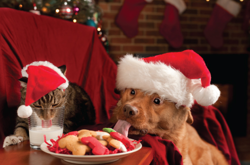 cat and dog wearing santa hats eating christmas food