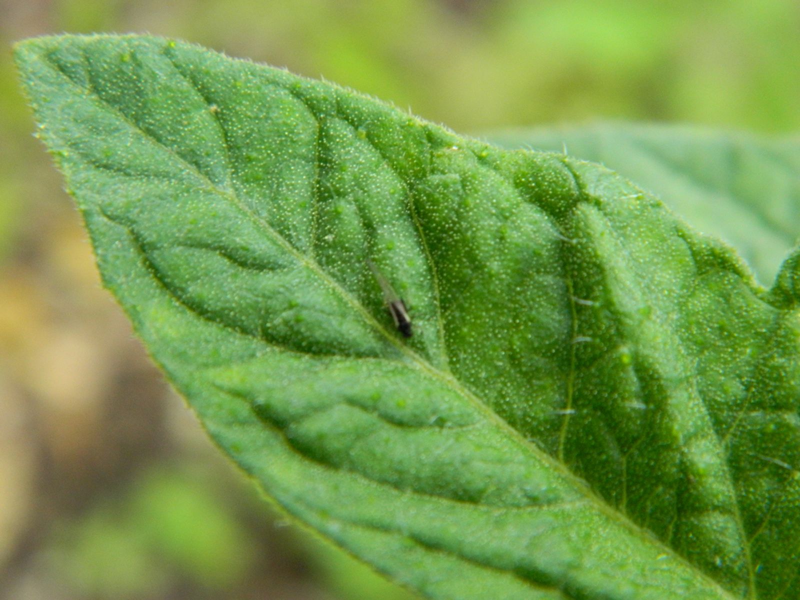 Gardens + Insects Black Bugs on Tomato Plant, Part III