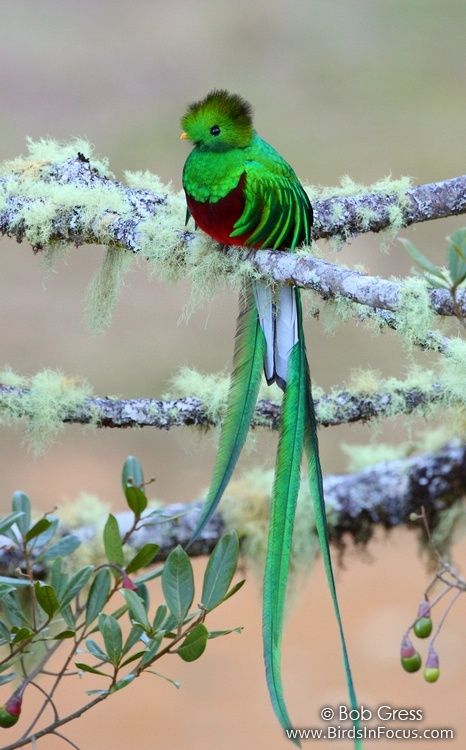 Resplendent Quetzal (Pharomachrus mocinno) | Our World’s 10 Beautiful and Colorful Birds