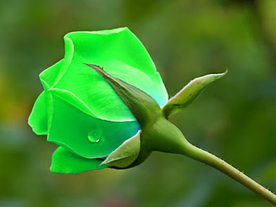 Rose Day Rose Day