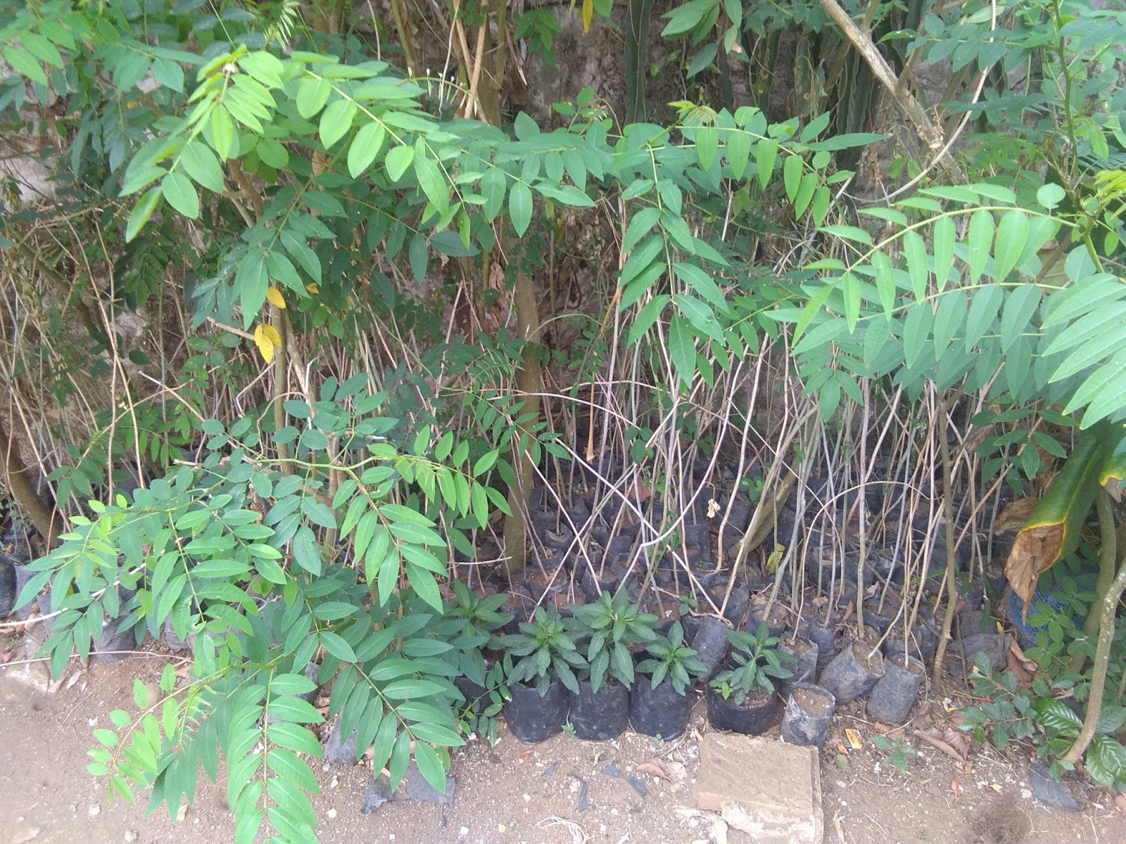 Jual Biji dan Bibit Indigofera pakan ternak protein tinggi