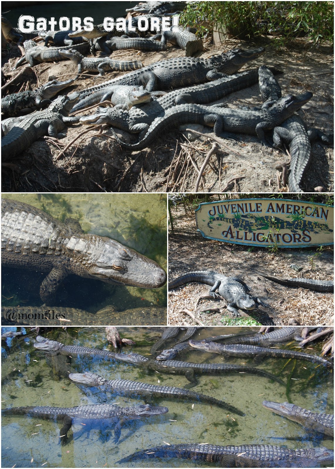 Alligator Adventure Myrtle Beach, South Carolina Review Mom Files