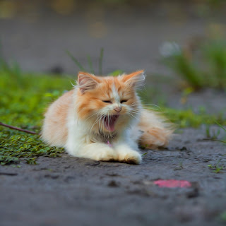Cara Memandikan Kucing Yang Benar Dirumah Sendiri Cara Memandikan Kucing Yang Benar Dirumah Sendiri
