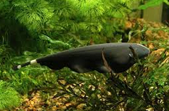 Jenis Ikan Hias Air Tawar Aquarium  Black Ghost Melayang