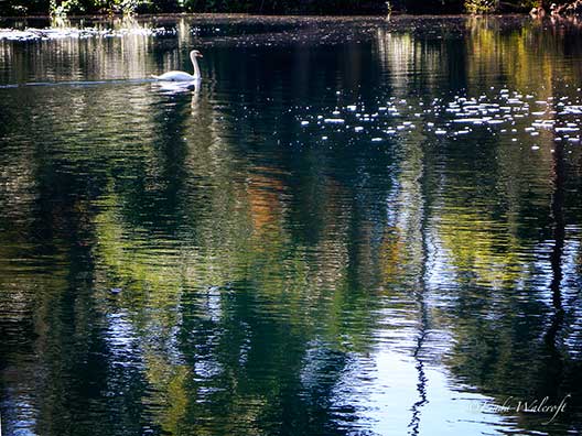 lake and swan