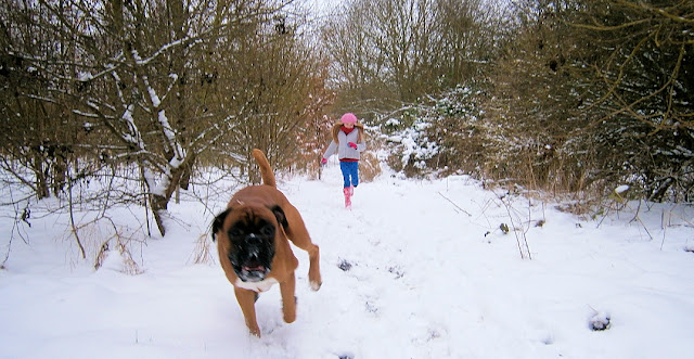 boxer dog running through snowy woods
