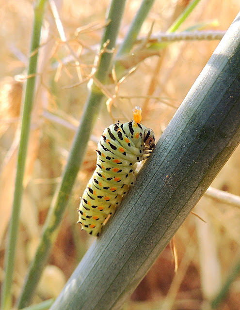 ORUGA DE PAPILIO MACAON