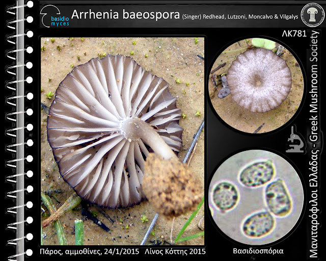 Arrhenia baeospora (Singer) Redhead, Lutzoni, Moncalvo & Vilgalys