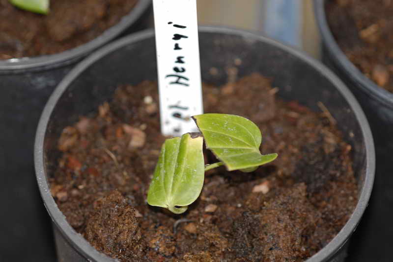 HOW TO TAKE CUTTINGS FROM CLEMATIS The Garden of Eaden