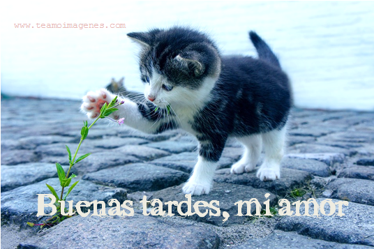 9 Imagenes de gatos con frases de buenas tardes mi amor - Imágenes de Amor,  Gatitos, Amistad, Felicidad para celular 2023