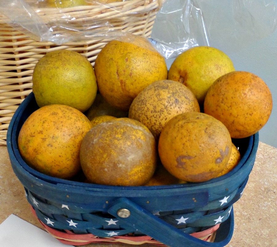 The Accidental RVers Florida Sour Oranges