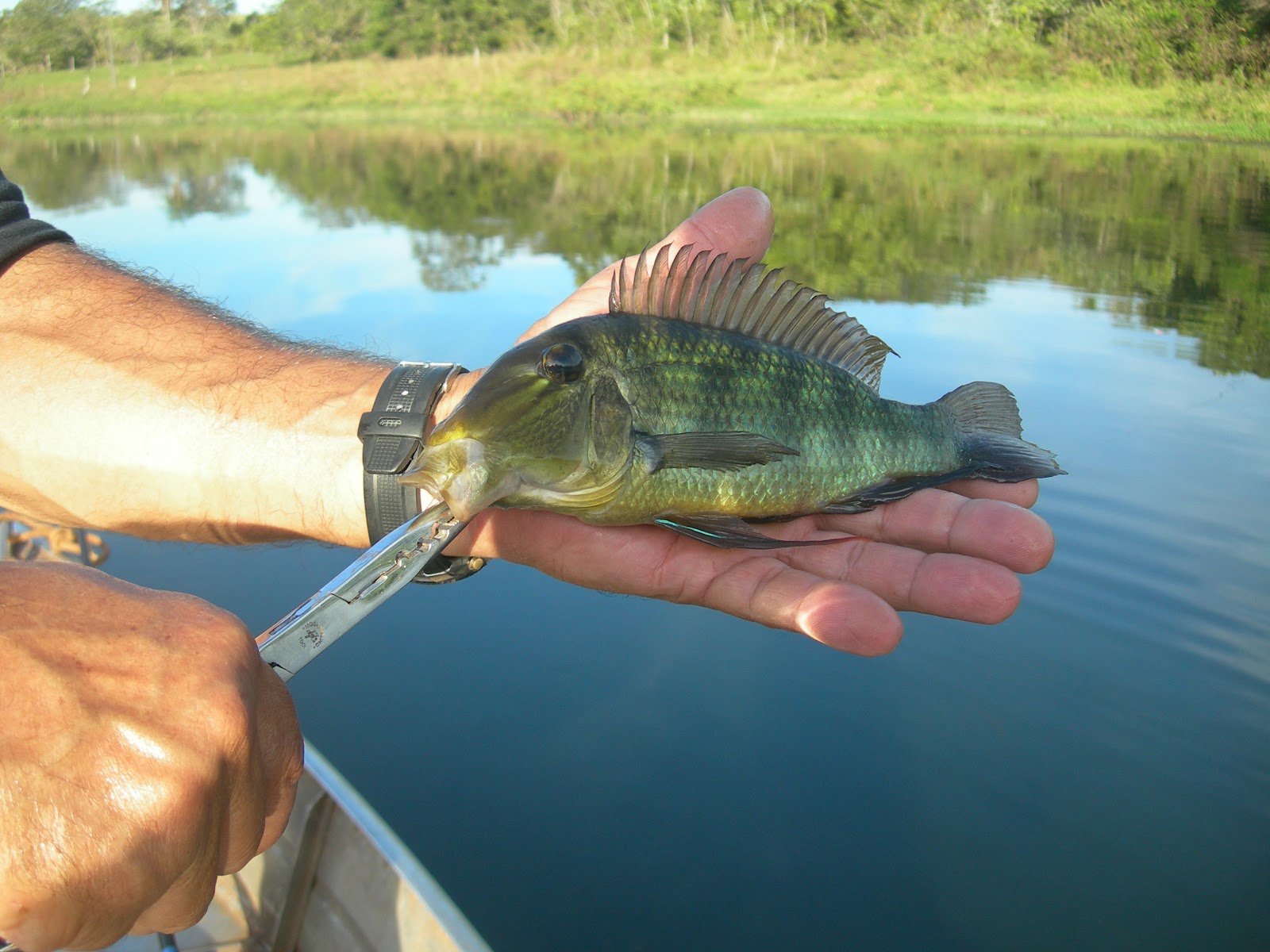 Pesca Saga Esportiva Peixeporquinho Pesca Saga Esportiva Peixeporquinho