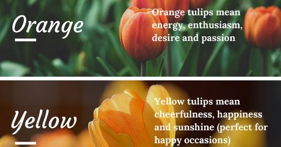 Tulip Colour Meaning