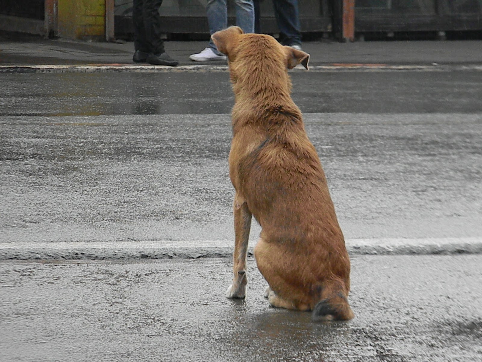 amos-photography-stray-dog