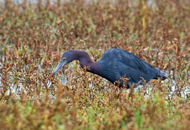 Little Blue Heron Little Blue Heron