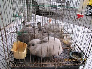 rabbits in cage