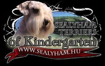 Sealyham Terrier  of  Kindergarten Bronzkoszorús Mestertenyészet