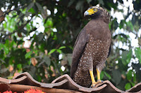 Jenis burung elang di indonesia yang belum anda ketahui