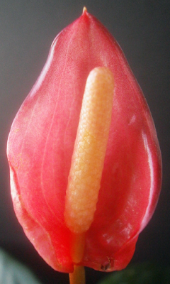 Plants Are The Strangest People Anthuriums 0000 0500