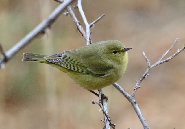 Orange-crowned Warbler Orange-crowned Warbler