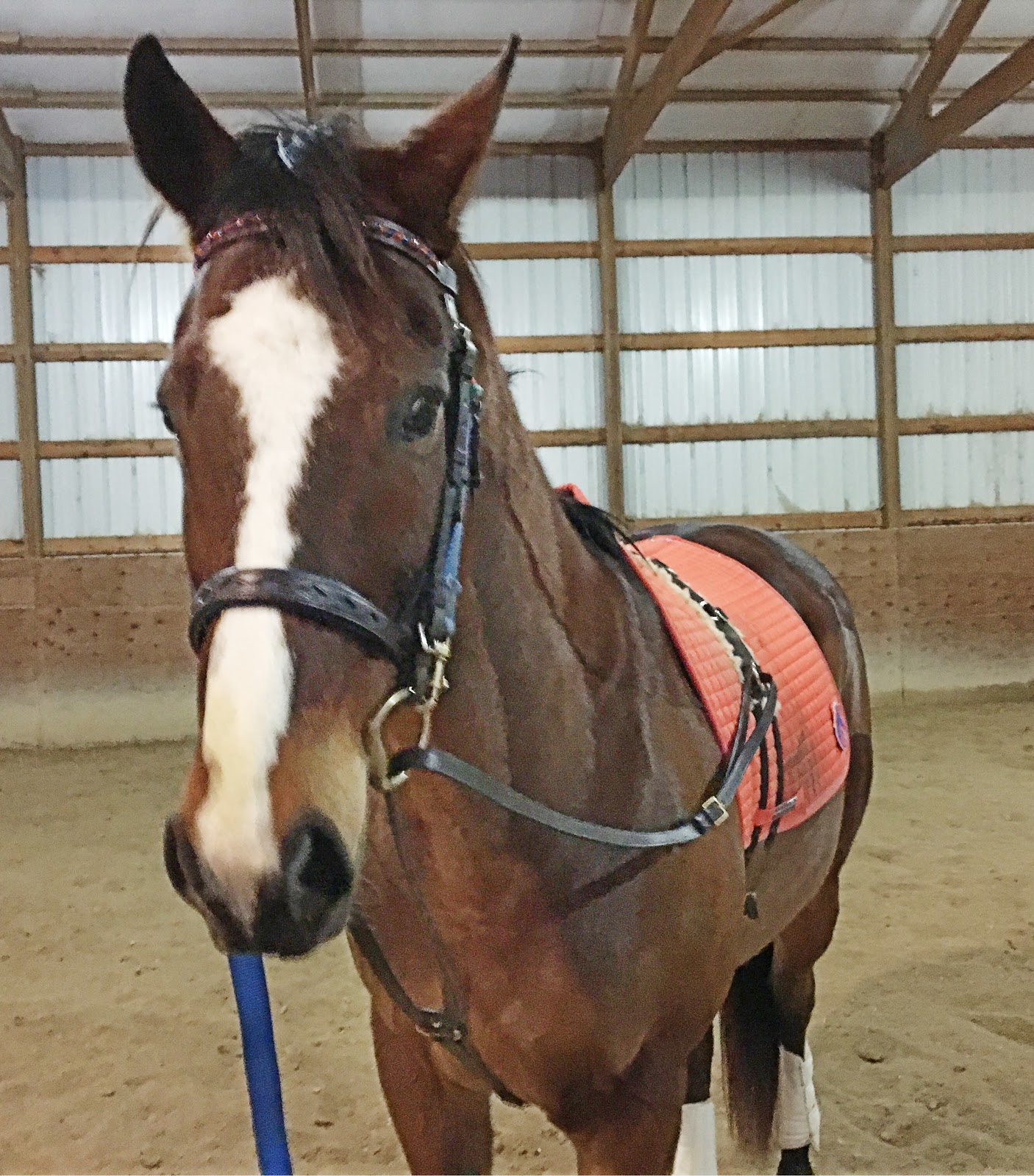 SprinklerBandits My New BFFS Vienna Reins