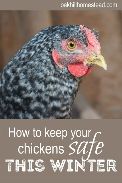 Text: How to keep your chickens safe from predators this winter.