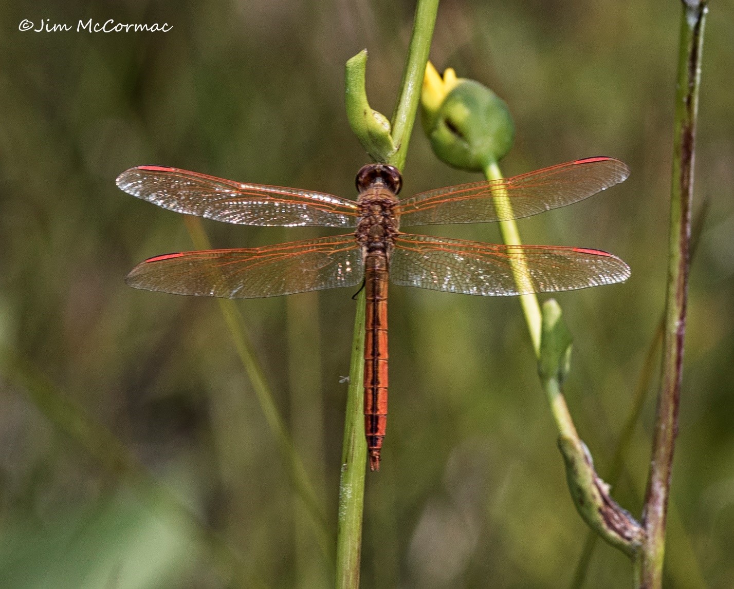 Ohio Birds and Biodiversity: Golden-winged Skimmer in Ohio