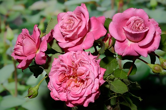 Agnes Schilliger роза