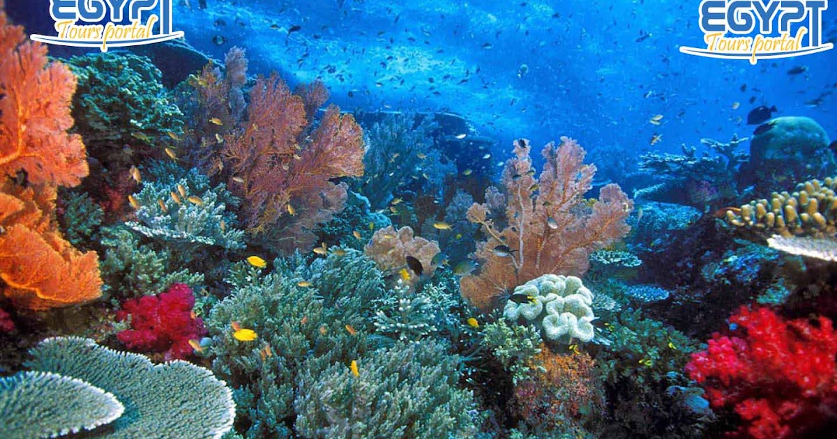 EL Gouna Excursions Trips from EL Gouna EL Gouna trips El Gouna