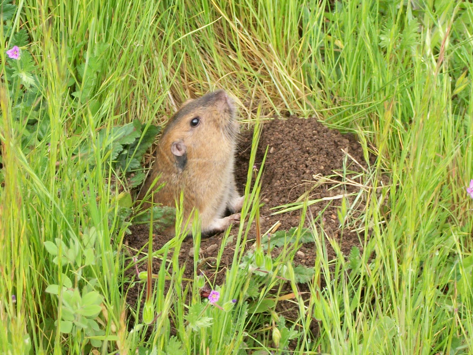The Unpolished Stone: A Gaggle of Gophers