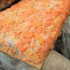 aristya fajrina: Bioteknologi oncom