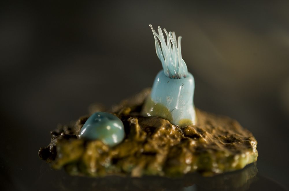 Blaschka's glass models of sea anemones.